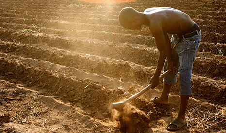 Africa farmer