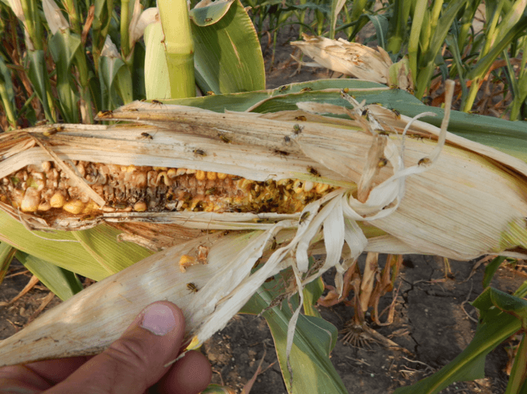 corn rootworm beetles