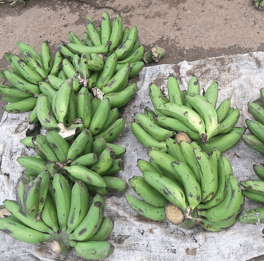 Ugandan scientists develop wilt resistant GMO banana, field trials this ...