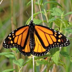 butterfly e