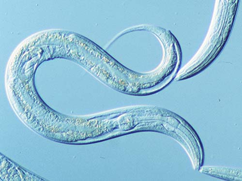 C. elegans is a model organism for molecular and developmental biology