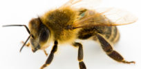 honeybees boston