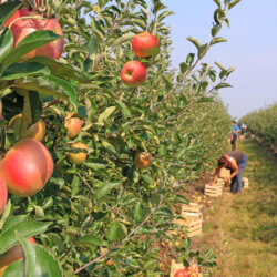ApplePickingMain