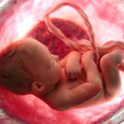 baby in womb
