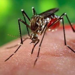 mosquito