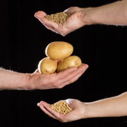 wheat potatoes and soybeans