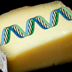 Cheese DNA