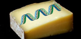 Cheese DNA
