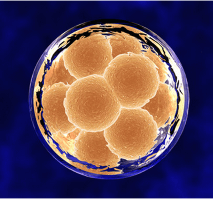 Lab grown human embryos Scientific progress collides with ethical dilemma Literacy