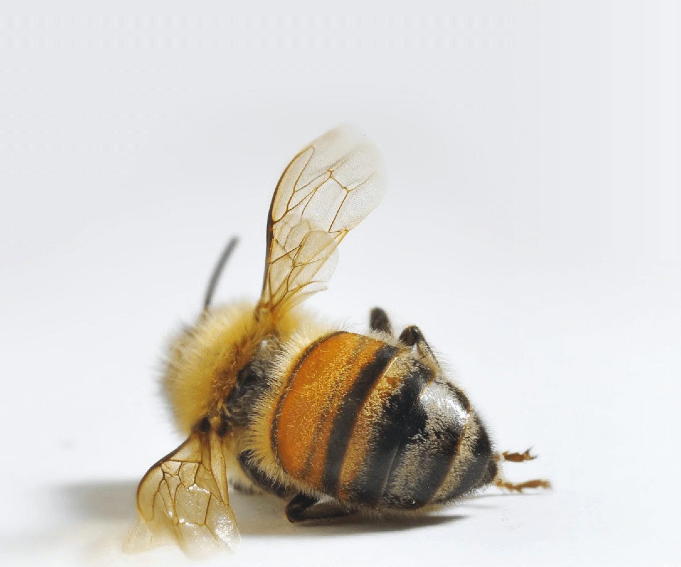 Уставшая пчела