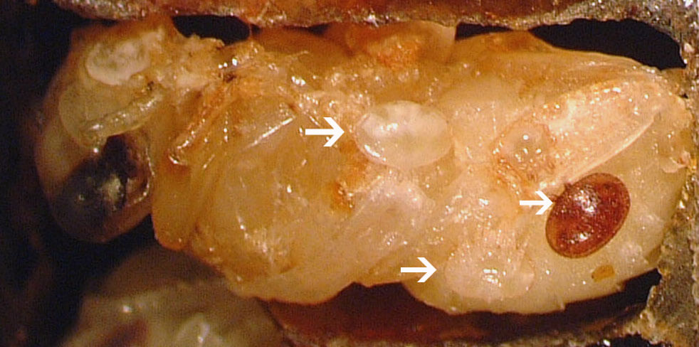  Reproductive Varroa mite on a developing pupa (reddish oval) and two immature Varroa (opaque ovals)