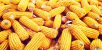 Did National Academies report understate yield benefits of GMO crops?
