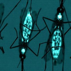 sn mosquitoes