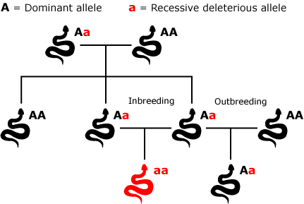 How inbreeding increases frequency of deleterious traits