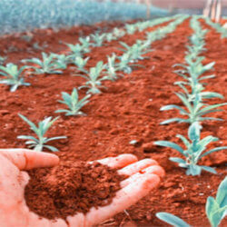 crops on mars