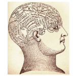 Brain