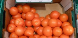 Tomatoes for sale in a UK supermarket