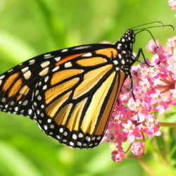 monarch milkweed