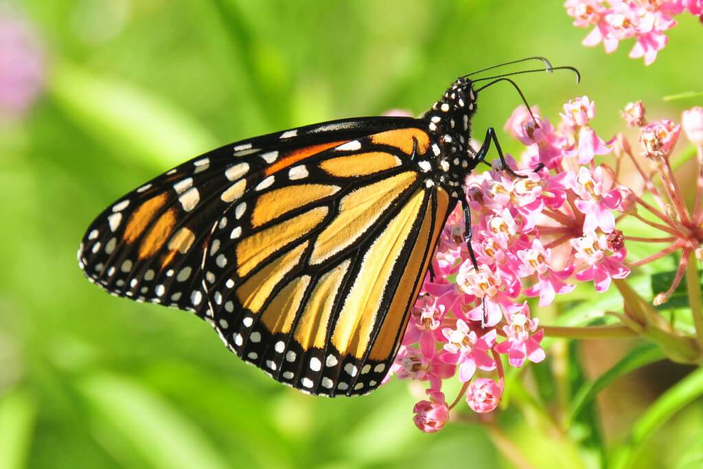 Ontario farmer: Milkweeds, monarch butterflies and GMOs-What should ...