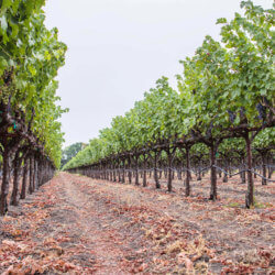 vineyard