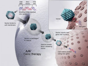 How AAV gene therapy works