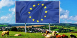 EU flag billboard field cows farm