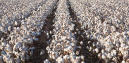 cotton field
