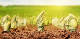 money growing from the ground Newsletter