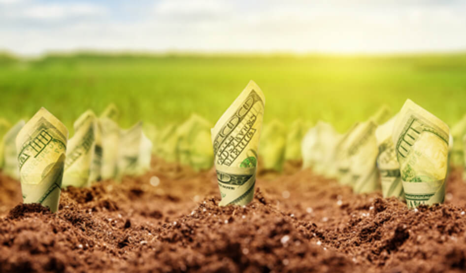 money growing from the ground Newsletter