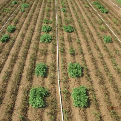 These potatoes in the second-generation Innate line of survived late blight in a test field in Pennsylvania. Unmodified potatoes were killed by the disease. via Simplot