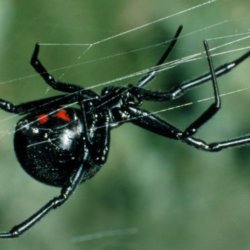 z black widow spider spl