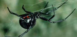 z black widow spider spl