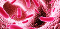 Gut Bacterias
