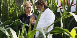 Hillary GMO MAIN