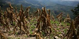 MDG Climate change in Gu