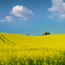 Screen Shot at PM