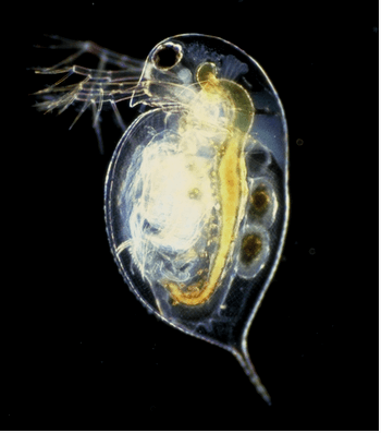 Water flea (Daphnia pulex)