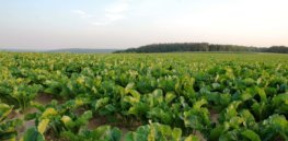 Sugar beet field