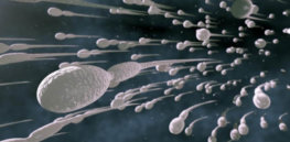 flow spermatozoa