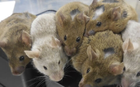 Picture of Live mice created from artificial eggs for first time - Genetic ...