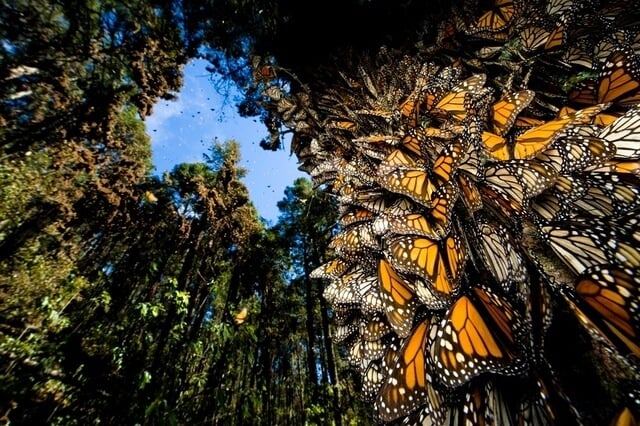 monarchs-in-mexico