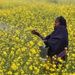 northern photo field mustard farmer casting allahabad a ea f e ac f e d bee