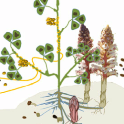 parasitic weed e