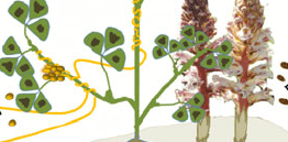 parasitic weed e