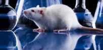 Drug industry could improve research if scientists use CRISPR edited human-like lab rats