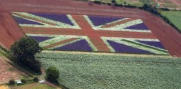 UK votes support for first GMO crop since 1998, breaking with EU