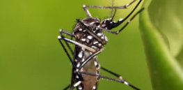 Aedes Aegypti Mosquitoes