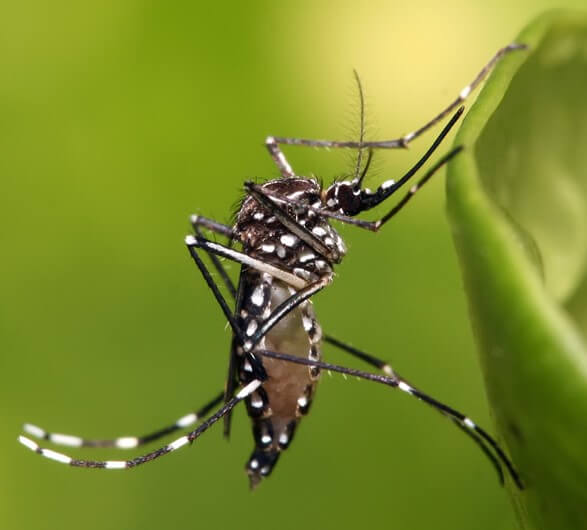 Aedes Aegypti Mosquitoes