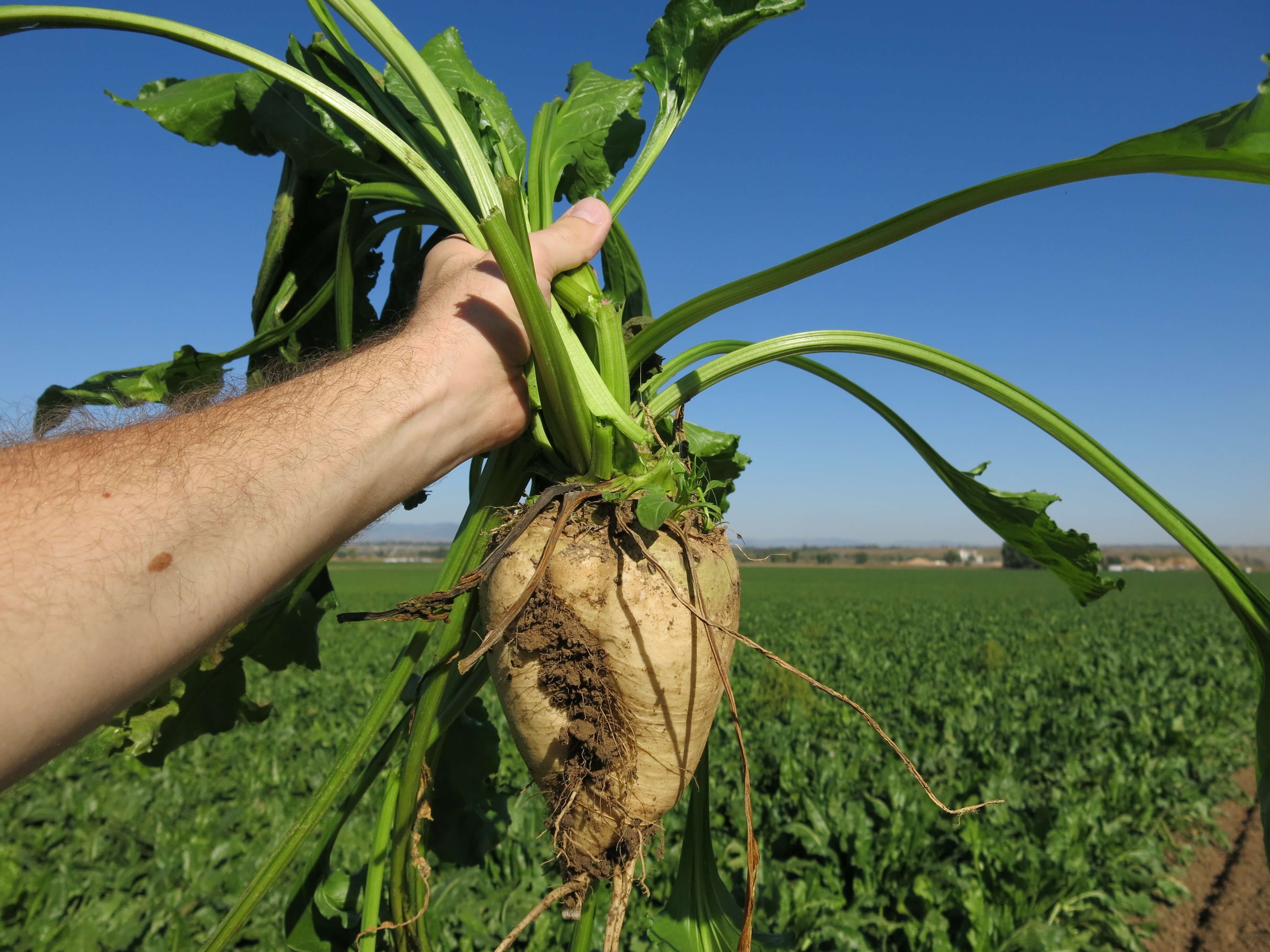 turkmenistan-completing-sowing-sugar-beets