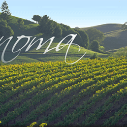 Sonoma VIP Wine tour